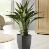 Agave Im Kunststoff-Topf -Deko Garten Verkauf agave im kunststoff topf farbe gruen