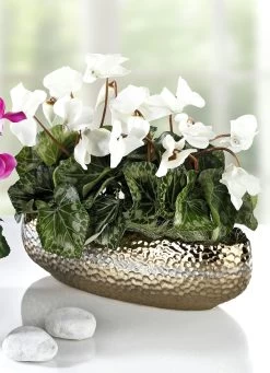 Alpenveilchen In Schale -Deko Garten Verkauf alpenveilchen in schale farbe weiss