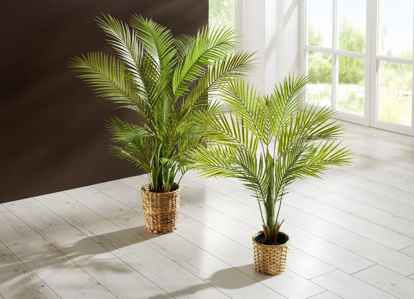 Arecapalme Im Topf 3 Arecapalme Im Topf