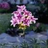 Solarstecker Lilien Mit LEDs -Deko Garten Verkauf solarstecker lilien mit leds farbe schwarz