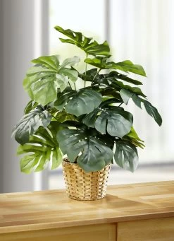 Täuschend Echt Aussehendes Fensterblatt Im Topf