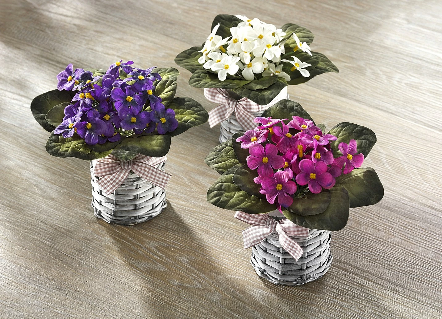 Veilchen, 3er-Set 3 Veilchen, 3er-Set